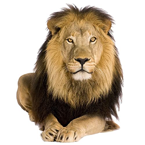 GRAZDesign Wandtattoo Löwe Savanne Afrika Tattoo liegend Wandsticker Deko Aufkleber 3d - 74x57cm