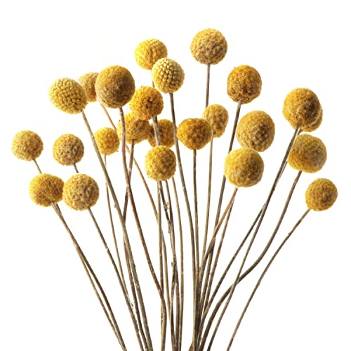 20 PCS Billy Bälle Blumen Getrocknet Craspedia Globes Decor Natürliche Getrocknete Blumen für Blumenarrangements, Hochzeit, Zuhause, Hohe Vase, Dekoration （Gelb）
